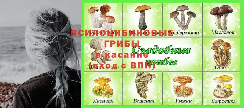 мориарти состав  Болохово  Галлюциногенные грибы Cubensis  где купить наркоту 